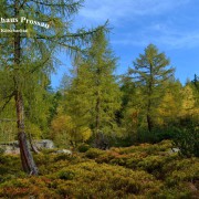 Der Wanderweg in Kühkar vom Restaurant Alpenhaus Prossau im Kötschachtal in Bad Gastein, Gasteinertal